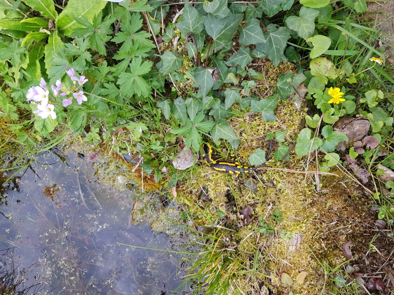 Salamandre en ballade. Mon jardin. Bruno Godet